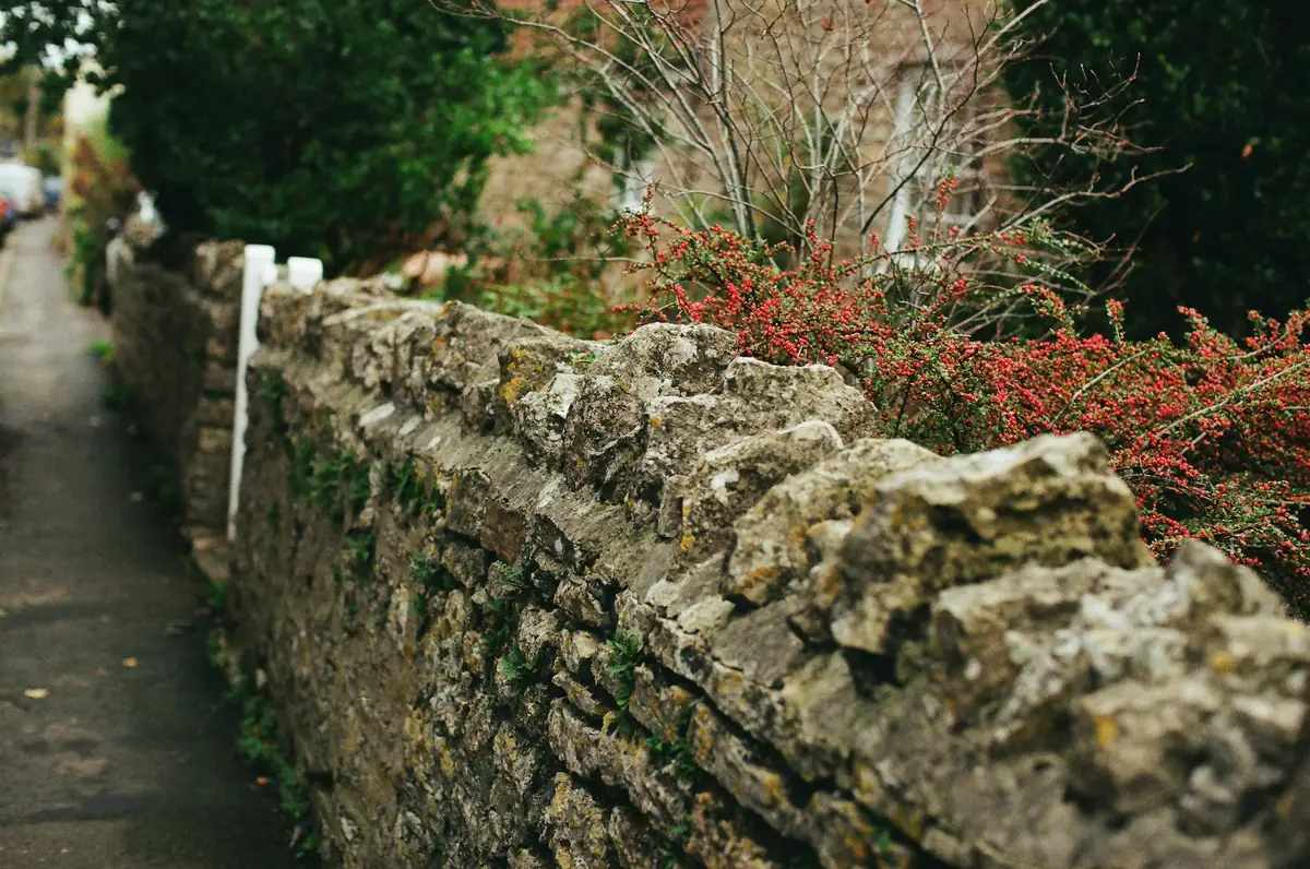 Muret de pierre moussu le long d'un trottoir, haie et arbustes derrière